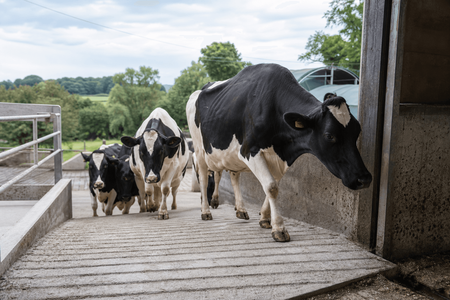 Grooved barnyard ramps and transition areas giving dairy cows secure footing entering and exiting the barn